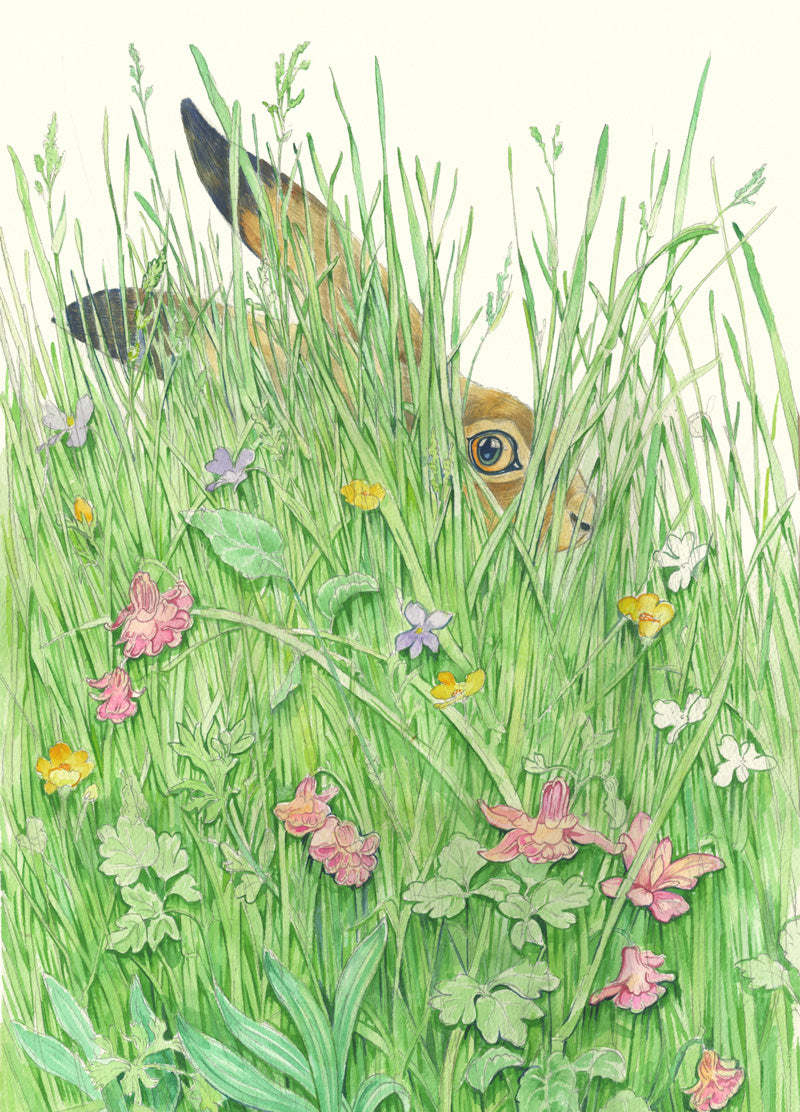 Hare in the grass - Greetings Card